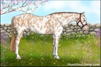 Horse Color:Gold Champagne Sabino Near Leopard  and Gold Champagne Near Leopard 