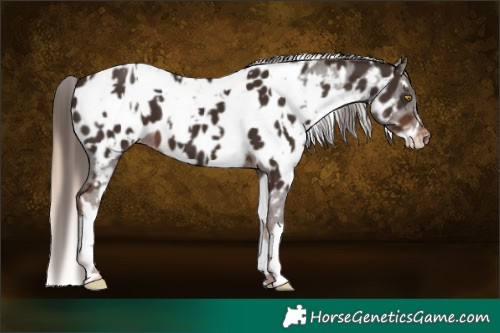 Horse Color:Gold Champagne Appaloosa  and Liver Chestnut Appaloosa 