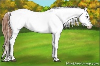 Horse Color:Grullo Near Fewspot 