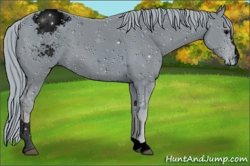 Horse Color:ERROR: UNKNOWN ANOMALY