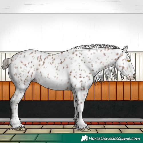 Horse Color:Amber Champagne Leopard  and Amber Champagne Frame Leopard 