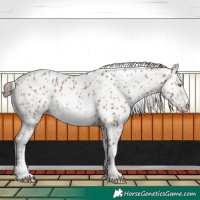 Horse Color:Amber Champagne Appaloosa  and Amber Champagne Frame Appaloosa 