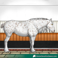 Horse Color:Amber Champagne Appaloosa  and Amber Champagne Frame Appaloosa 