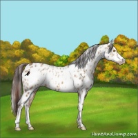 Horse Color:Amber Champagne Appaloosa  and Amber Champagne Frame Appaloosa 