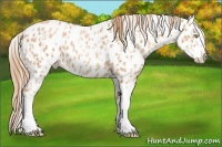 Horse Color:Gold Champagne Tobiano Leopard  and Gold Champagne Leopard 