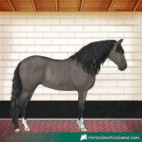 Horse Color:Grullo Rabicano 