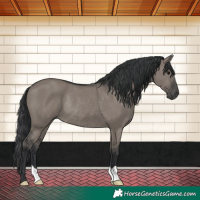 Horse Color:Grullo Rabicano 