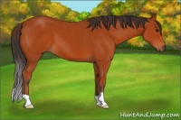 Horse Color:Brown 