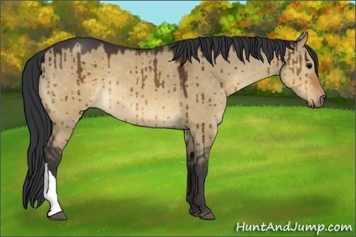Horse Color:Brown Dun Rabicano Brindle 