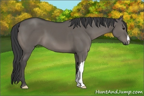 Horse Color:Grullo 