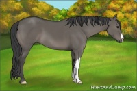 Horse Color:Grullo