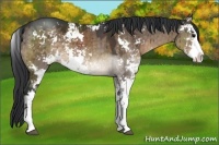 Horse Color:Brown Dun Sabino Brindle