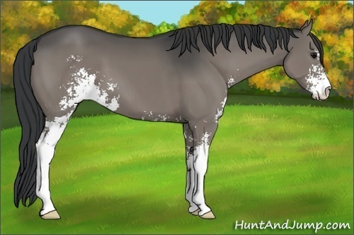 Horse Color:Grullo Sabino 