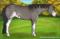 Horse Color:Grullo Sabino 
