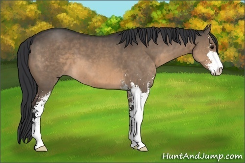 Horse Color:Brown Dun Sabino Brindle 