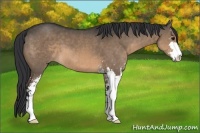 Horse Color:Brown Dun Sabino Brindle 