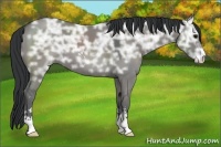 Horse Color:Grullo Ice Sabino