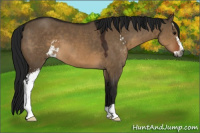 Horse Color:Gray Brown Dun Sabino 