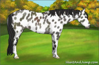 Horse Color:Gray Grullo Appaloosa