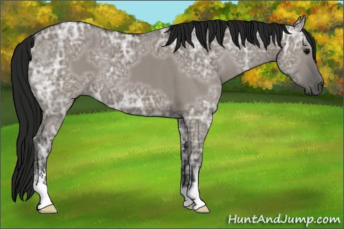 Horse Color:Gray Grullo Ice Sabino 