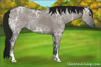 Horse Color:Gray Grullo Ice Sabino 