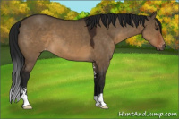 Horse Color:Gray Brown Dun Sabino Appaloosa 