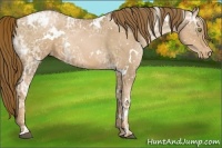 Horse Color:White Spotted Liver Chestnut Ice Pearl Appaloosa