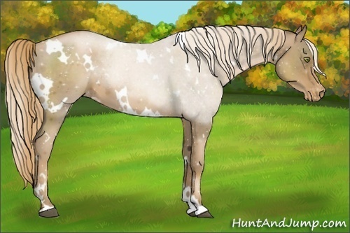 Horse Color:White Spotted Liver Chestnut Pearl Varnish