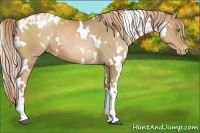 Horse Color:White Spotted Liver Chestnut Pearl Appaloosa 