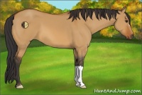 Horse Color:Bay Dun 