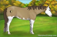 Horse Color:Classic Champagne Splash