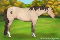 Horse Color:Amber Champagne Roan 