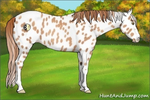 Horse Color:Gold Champagne Leopard 