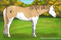 Horse Color:Gold Champagne Splash 