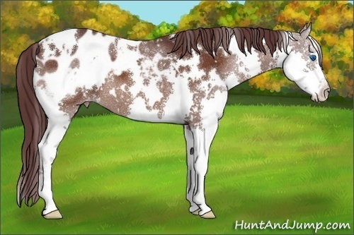 Horse Color:White Spotted Chocolate Brown Splash Appaloosa 