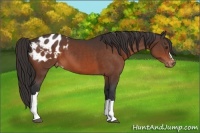 Horse Color:Brown Appaloosa 