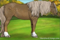 Horse Color:Chocolate Palomino 