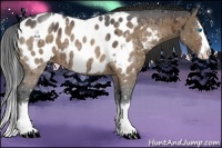 Horse Color:Brown Dun Sabino Splash Appaloosa