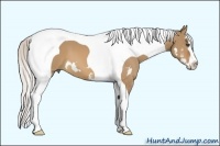 Horse Color:Silver Bay Dun Splash Tobiano Frame
