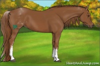 Horse Color:White Spotted Chestnut Sabino 