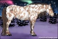 Horse Color:Sable Champagne Appaloosa and Sable Champagne Appaloosa