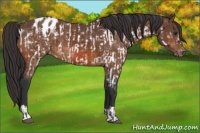 Horse Color:Brown Dun Near Leopard  and Bay Blanket 