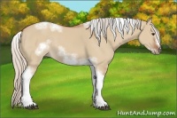 Horse Color:Silver Bay Dun Sabino Tobiano Frame Rabicano