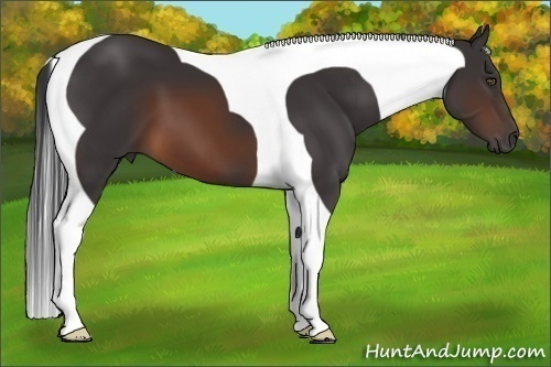 Horse Color:Brown Tobiano 