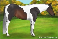 Horse Color:Brown Tobiano