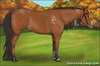Horse Color:White Spotted Bay Sabino Rabicano 