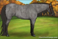 Horse Color:Liver Red Roan 