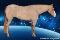 Horse Color:Red Roan Splash 