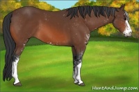 Horse Color:Bay Sabino 
