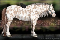 Horse Color:Amber Champagne Appaloosa  and Amber Champagne Appaloosa 